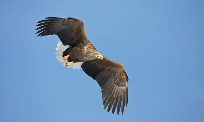 Foto van voorstelling: Online Cursus Roofvogels (deel 6 Zeearend)