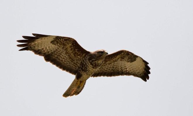 Foto van voorstelling: Online Cursus Roofvogels (deel 3 Buizerd)