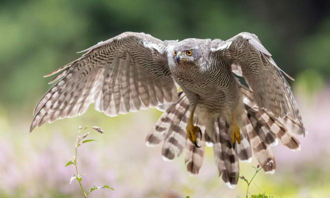 Foto van voorstelling: Online Cursus Roofvogels (deel 4 Havik)